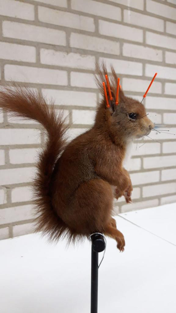 Bos en Fauna gebruikt DX binddraad in taxidermie